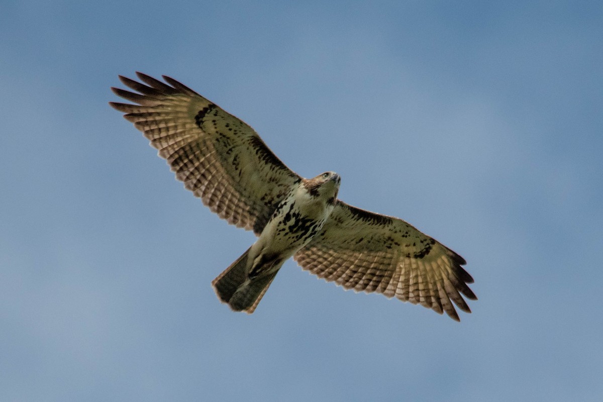 Red-tailed Hawk - Philip Robinson