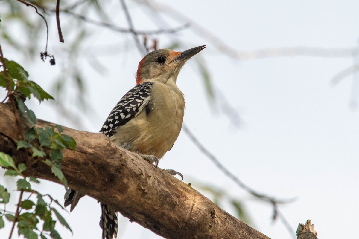 Red-bellied Woodpecker - Philip Robinson