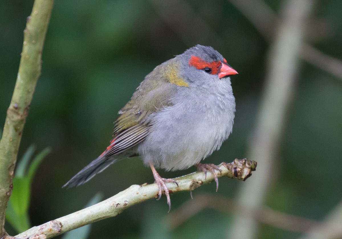 Red-browed Firetail - Simon Best