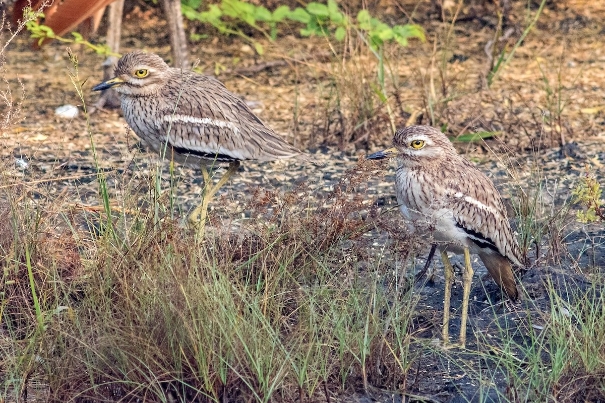 Indian Thick-knee - ML119657381