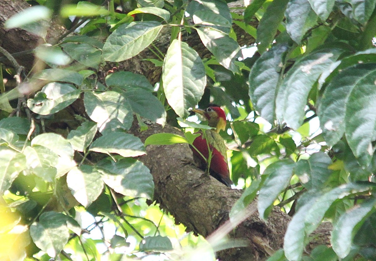 Crimson-winged Woodpecker - ML119660591