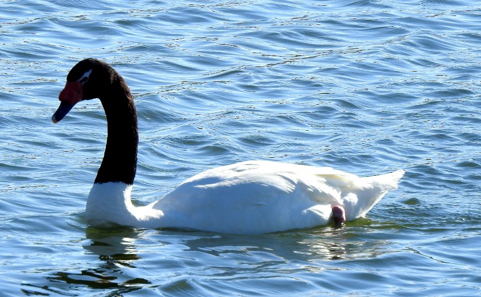 Black-necked Swan - ML119662541