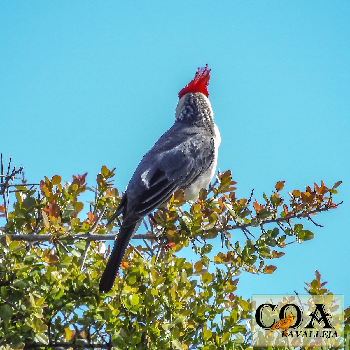 Red-crested Cardinal - ML119664591