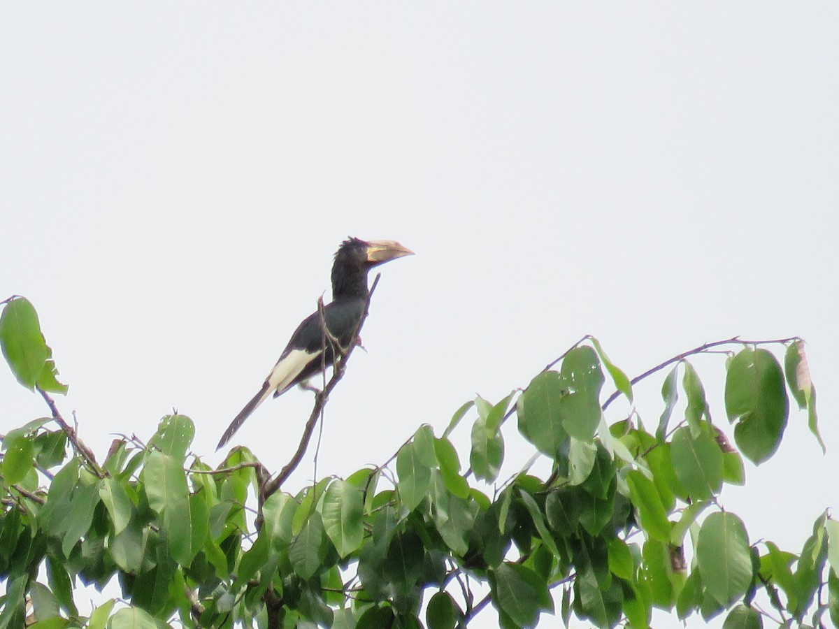 Congo Pied Hornbill - GARY DOUGLAS