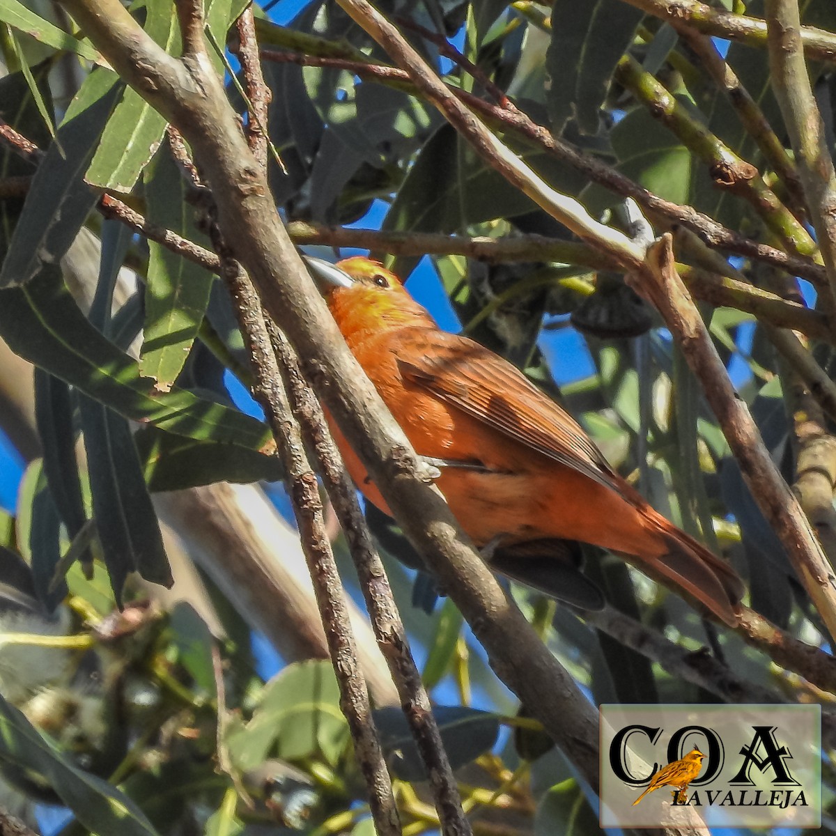Hepatic Tanager - ML119665051