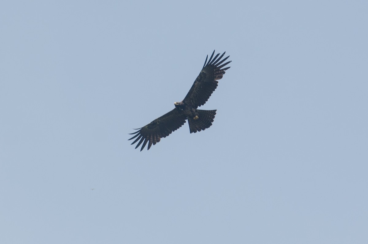 Black Eagle - Isheta Divya