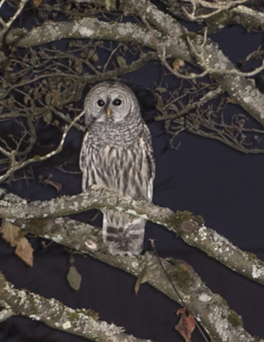 Barred Owl - Ken Langelier