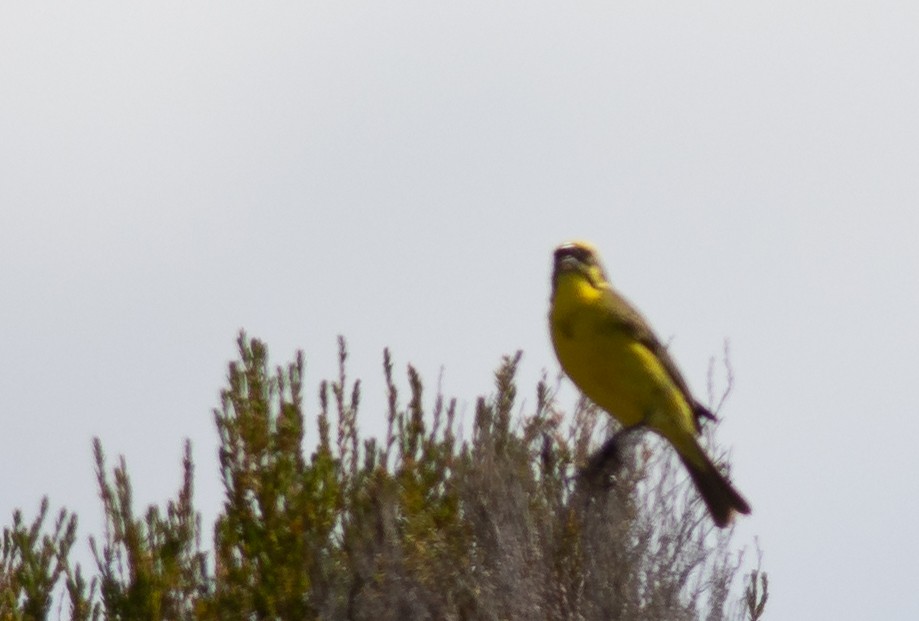 Yellow Canary - Oliver Burton