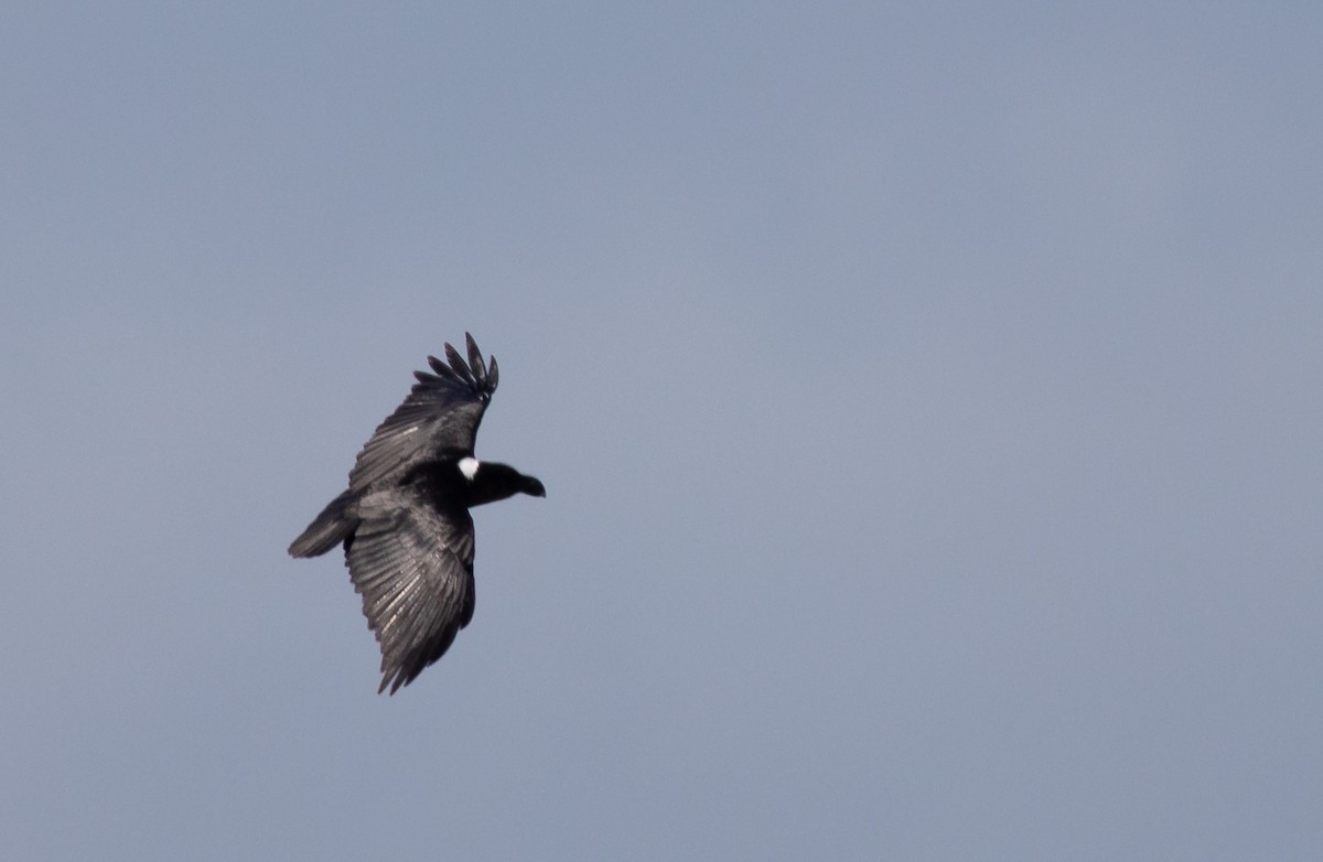 White-necked Raven - ML119670881