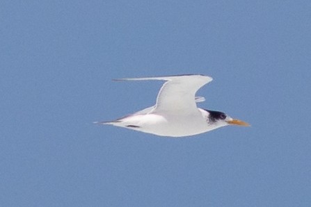 Great Crested Tern - ML119670931