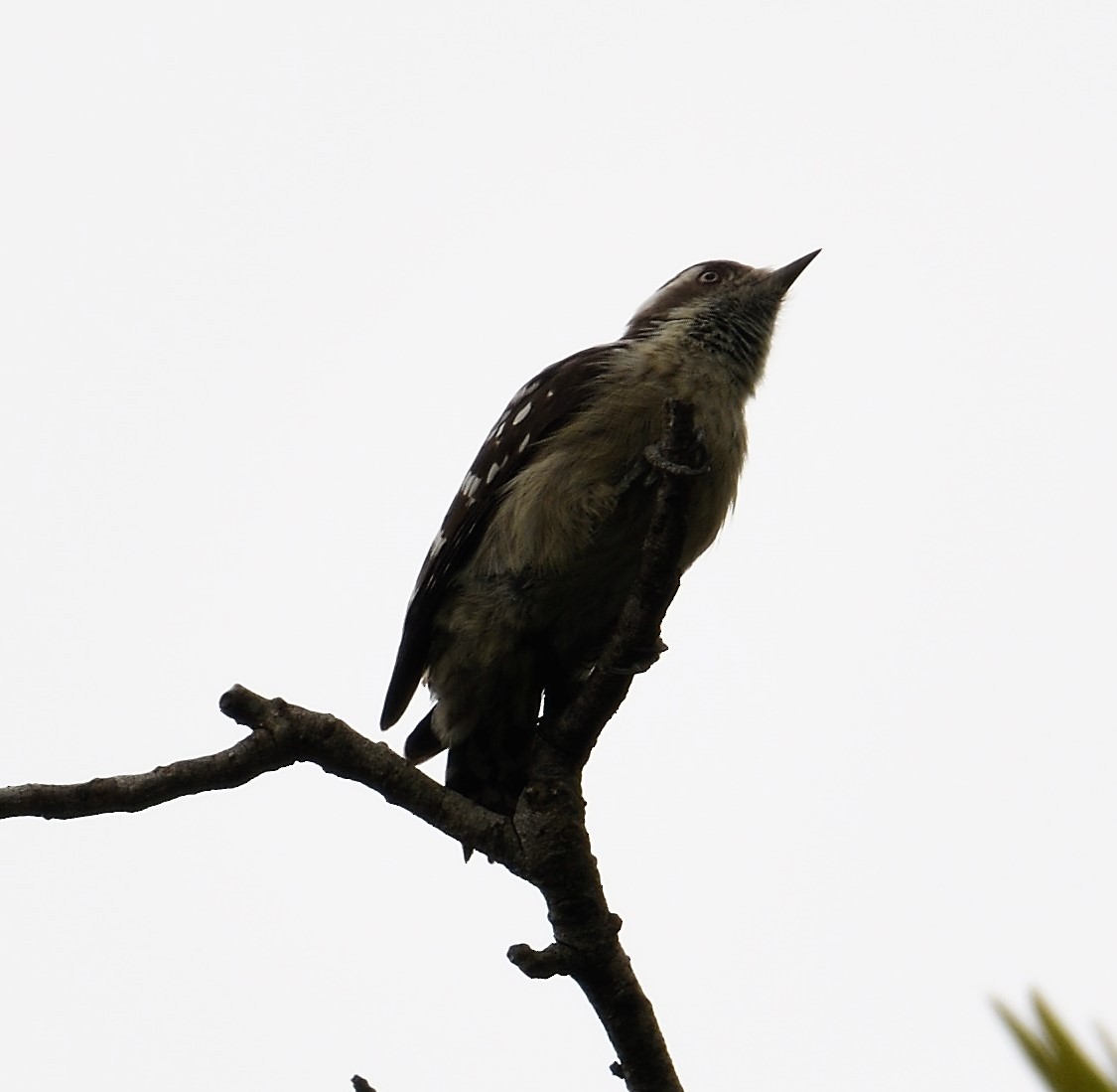 Brown-capped Pygmy Woodpecker - VIJAY S
