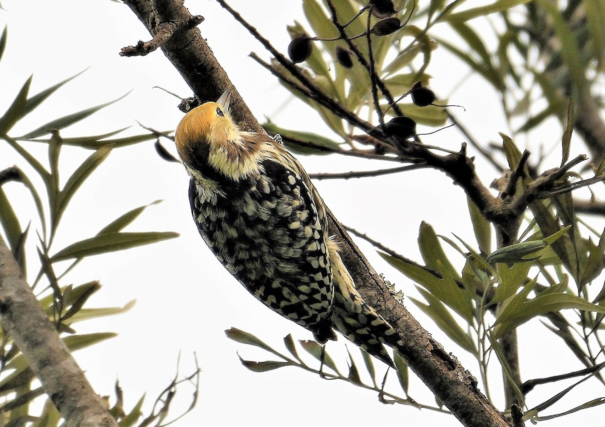 Yellow-crowned Woodpecker - VIJAY S