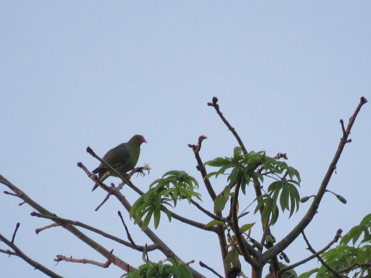 African Green-Pigeon - ML119671651