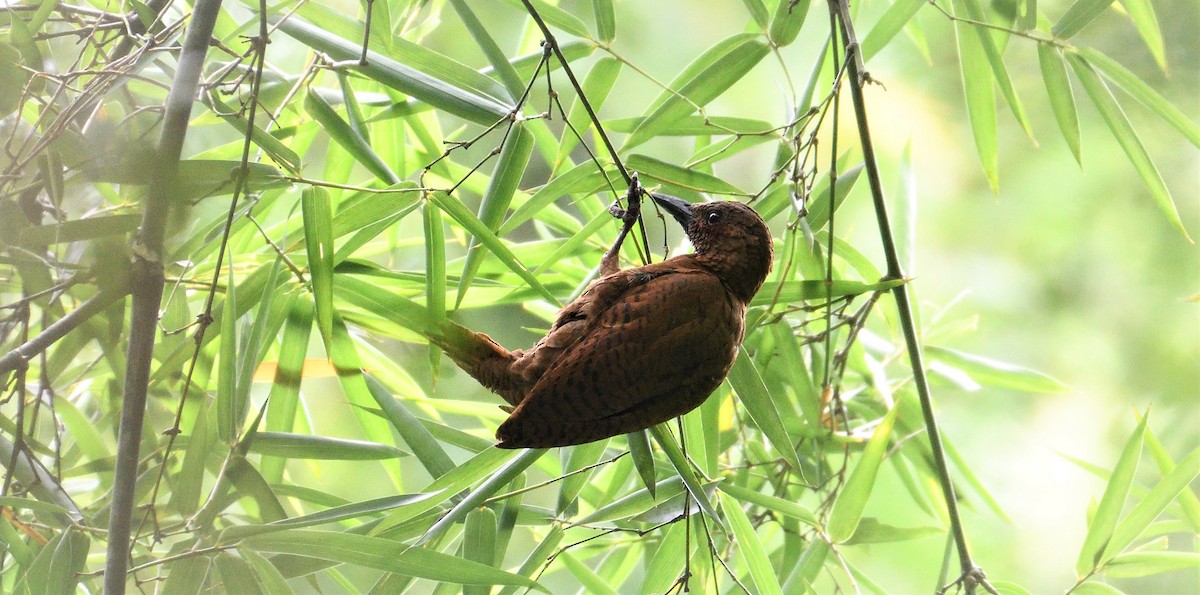 Rufous Woodpecker - ML119671841