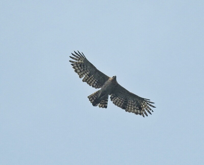 Legge's Hawk-Eagle - Abhijeet Rasal