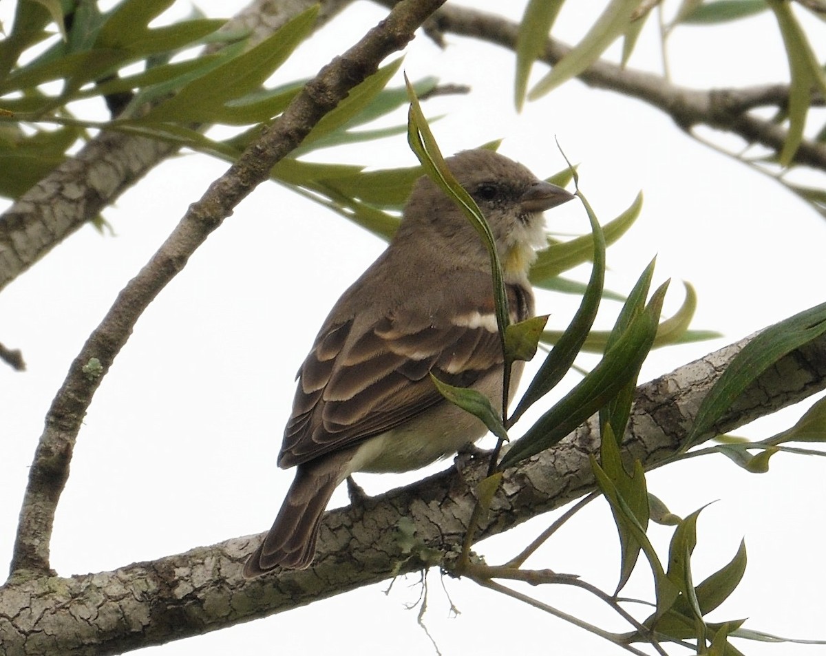 Yellow-throated Sparrow - VIJAY S