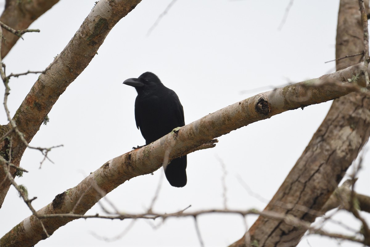 Large-billed Crow - VIJAY S