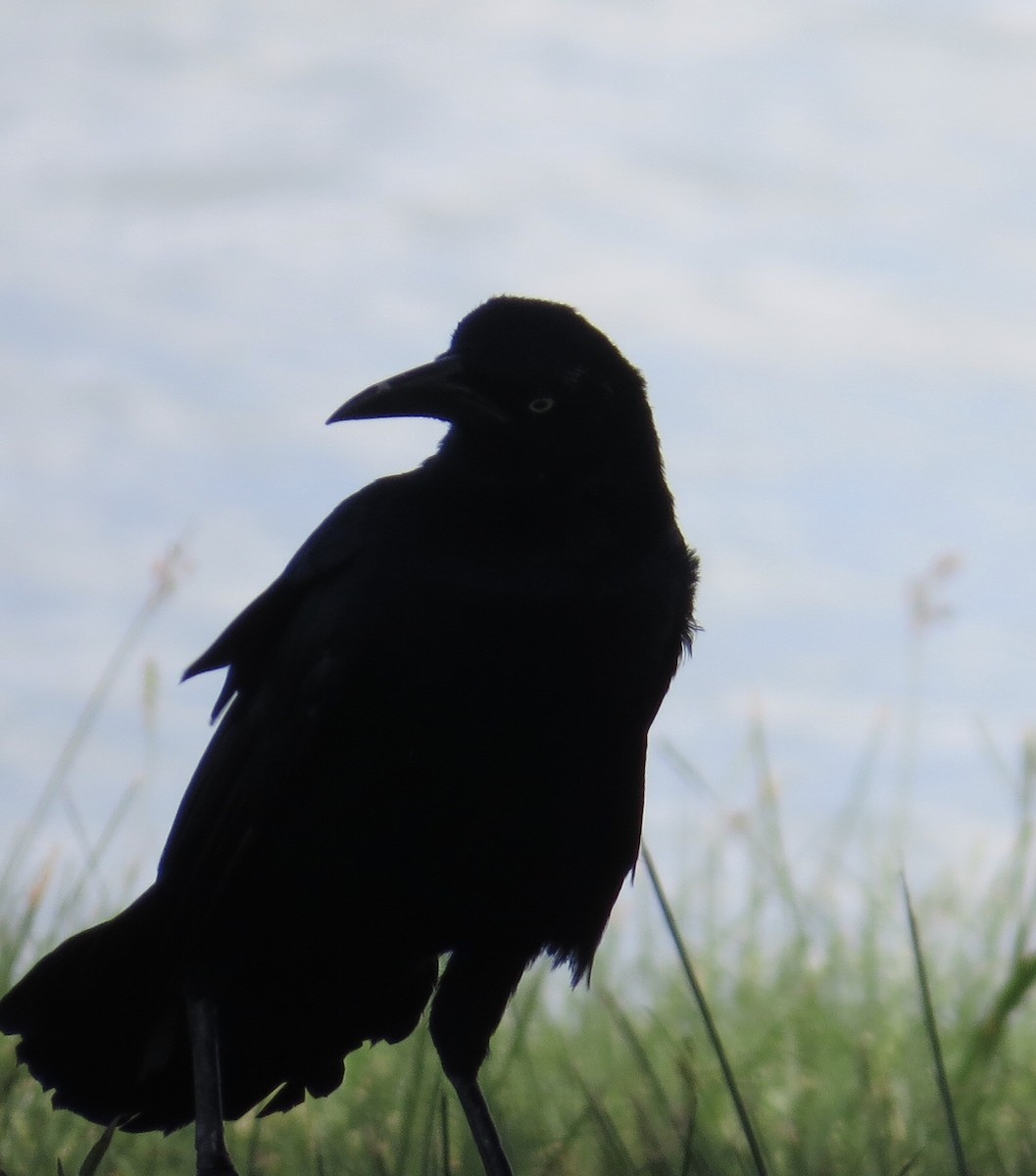 Great-tailed Grackle (Great-tailed) - ML119676991