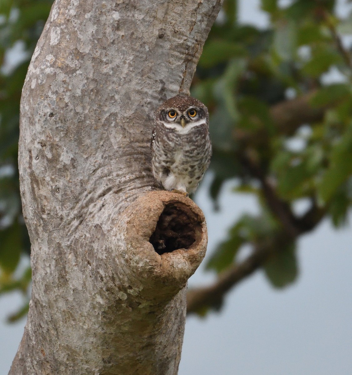 Spotted Owlet - VIJAY S