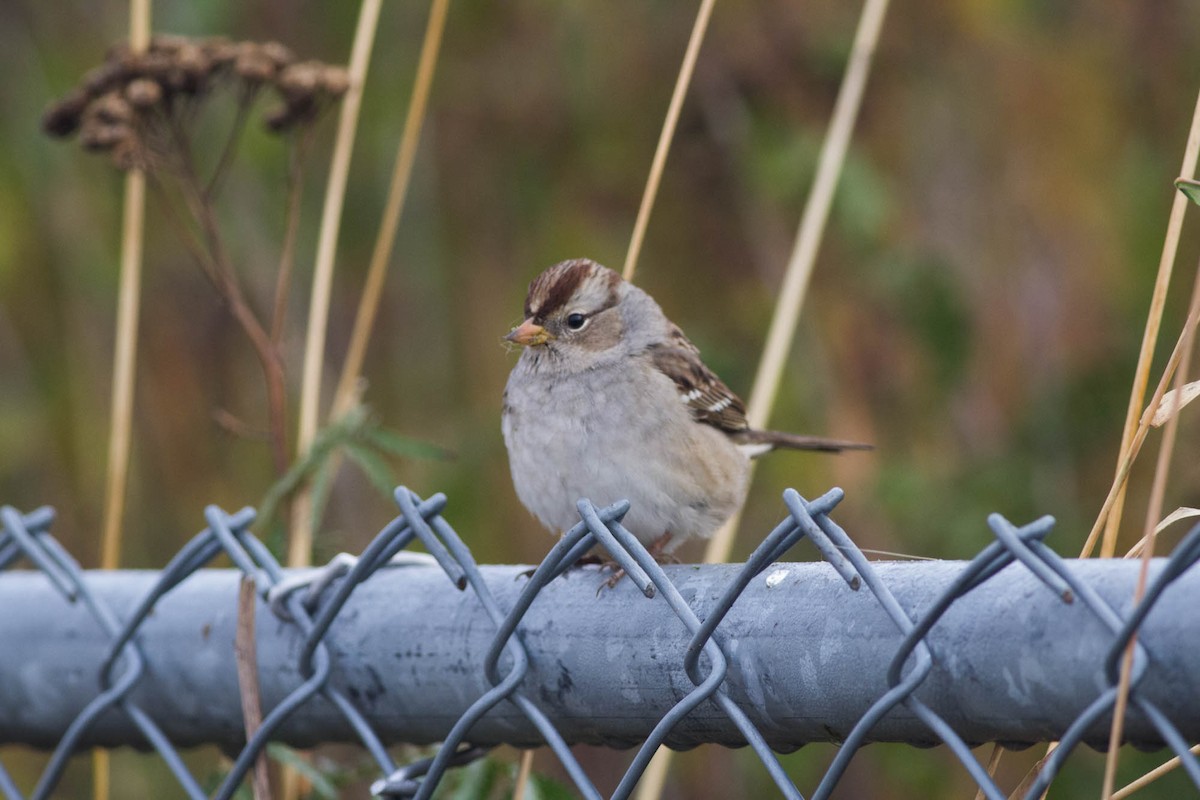 White-crowned Sparrow - ML119680431