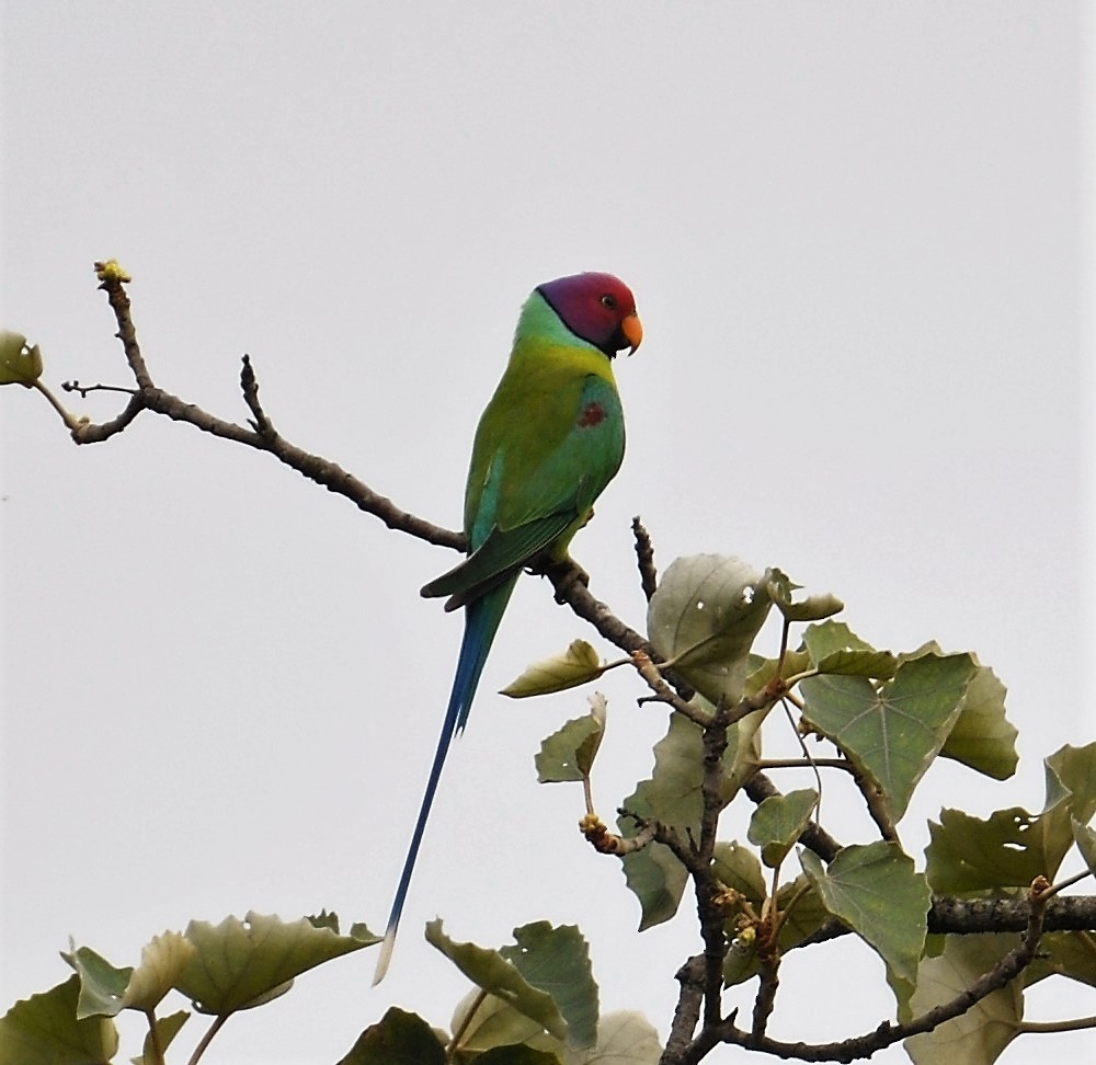 Plum-headed Parakeet - VIJAY S
