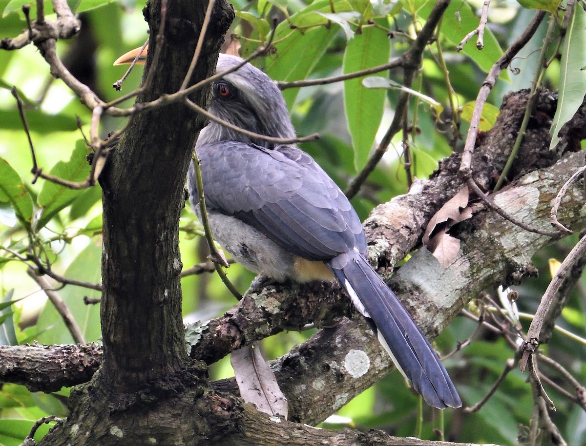 Malabar Gray Hornbill - VIJAY S