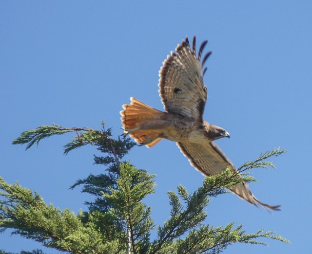 Red-tailed Hawk - ML119681481