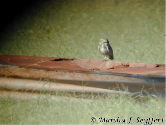 Burrowing Owl - Darrell Vollert