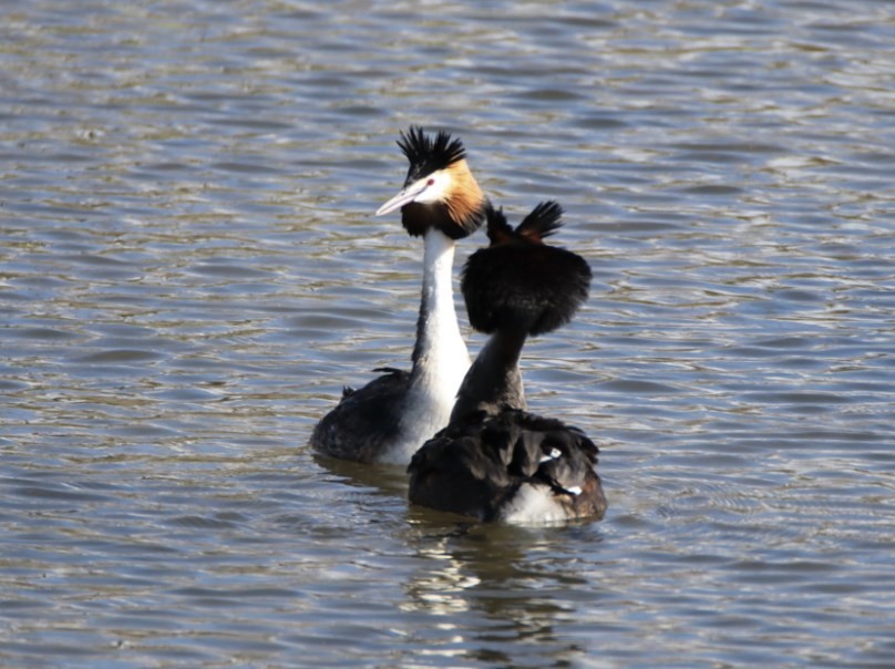 Great Crested Grebe - Aitor Ormaetxea