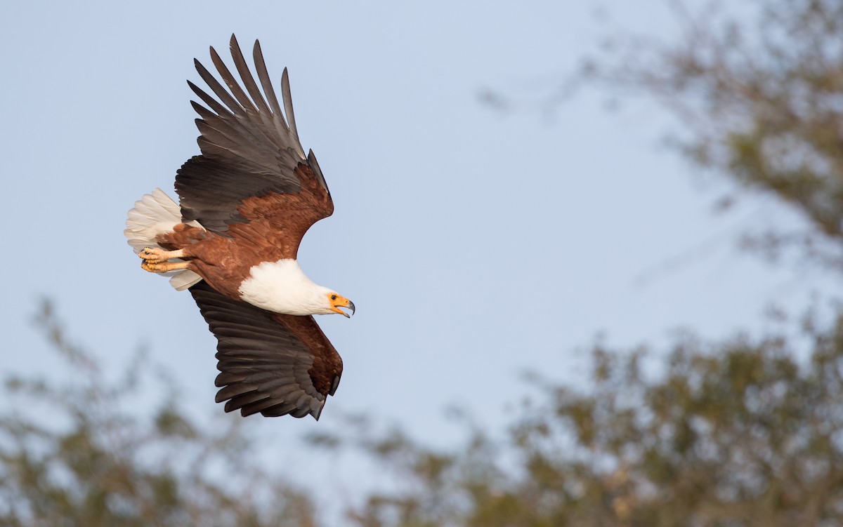 African Fish-Eagle - ML119684901