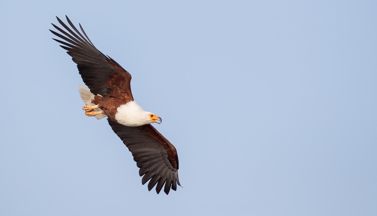 African Fish-Eagle - ML119684931