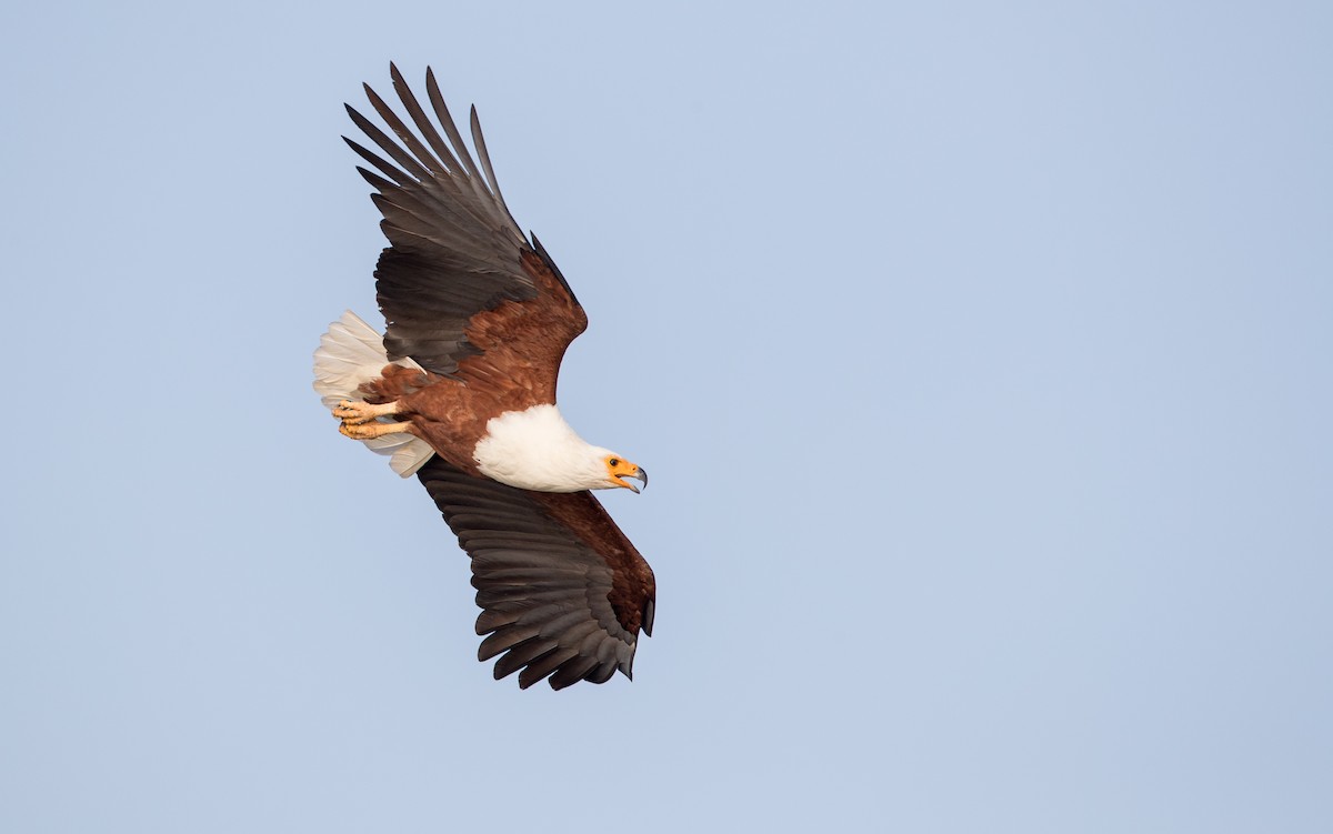 African Fish-Eagle - ML119684981