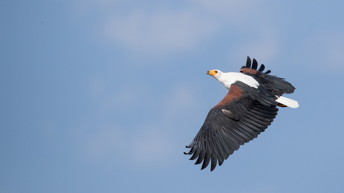 African Fish-Eagle - ML119685011