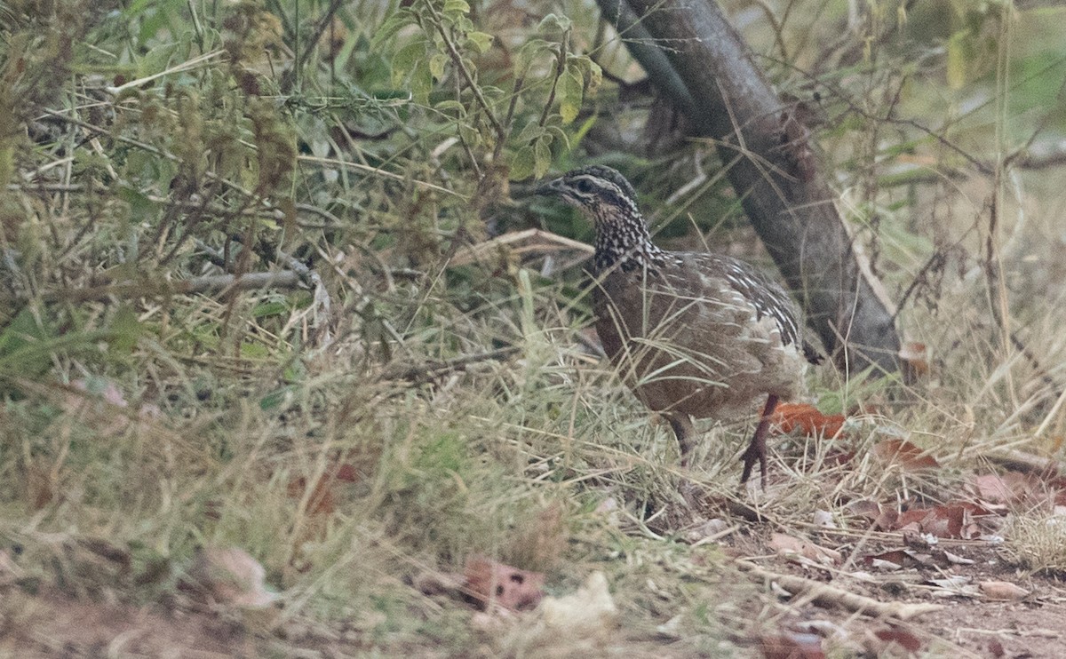 Crested Francolin (Crested) - Ian Davies