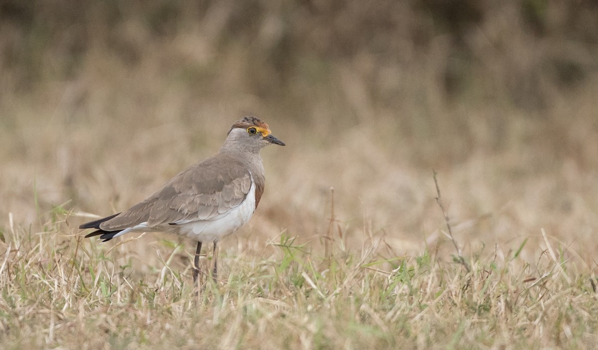 Brown-chested Lapwing - ML119690161