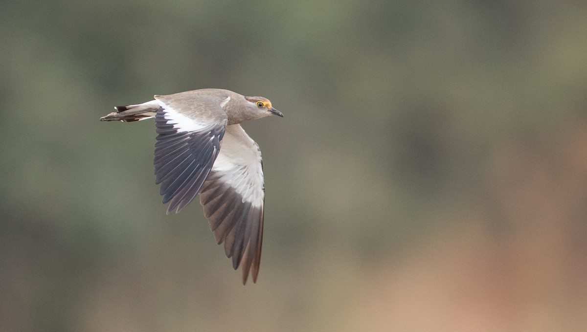 Brown-chested Lapwing - ML119690271