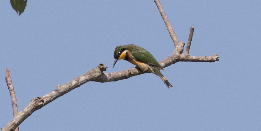Blue-breasted Bee-eater - ML119690781