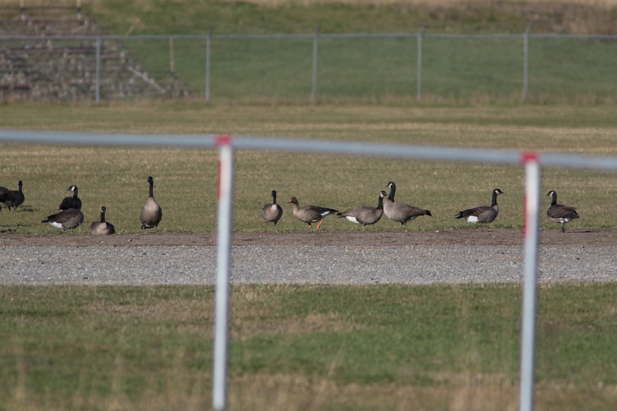Greater White-fronted Goose - Justin Saunders