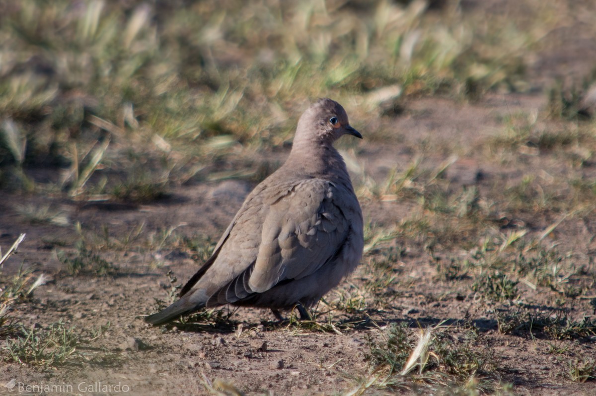 Black-winged Ground Dove - Benjamin Gallardo
