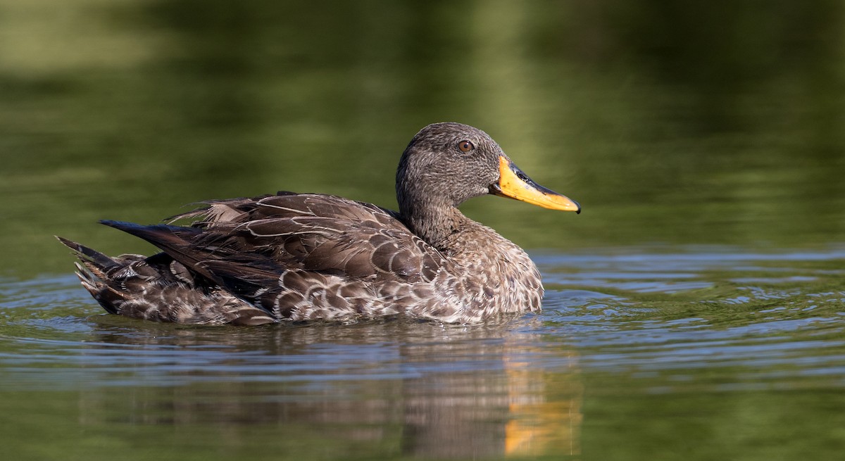 Yellow-billed Duck - Ian Davies