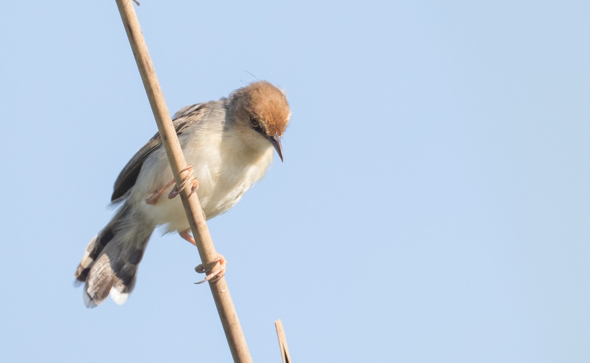 Carruthers's Cisticola - ML119692281