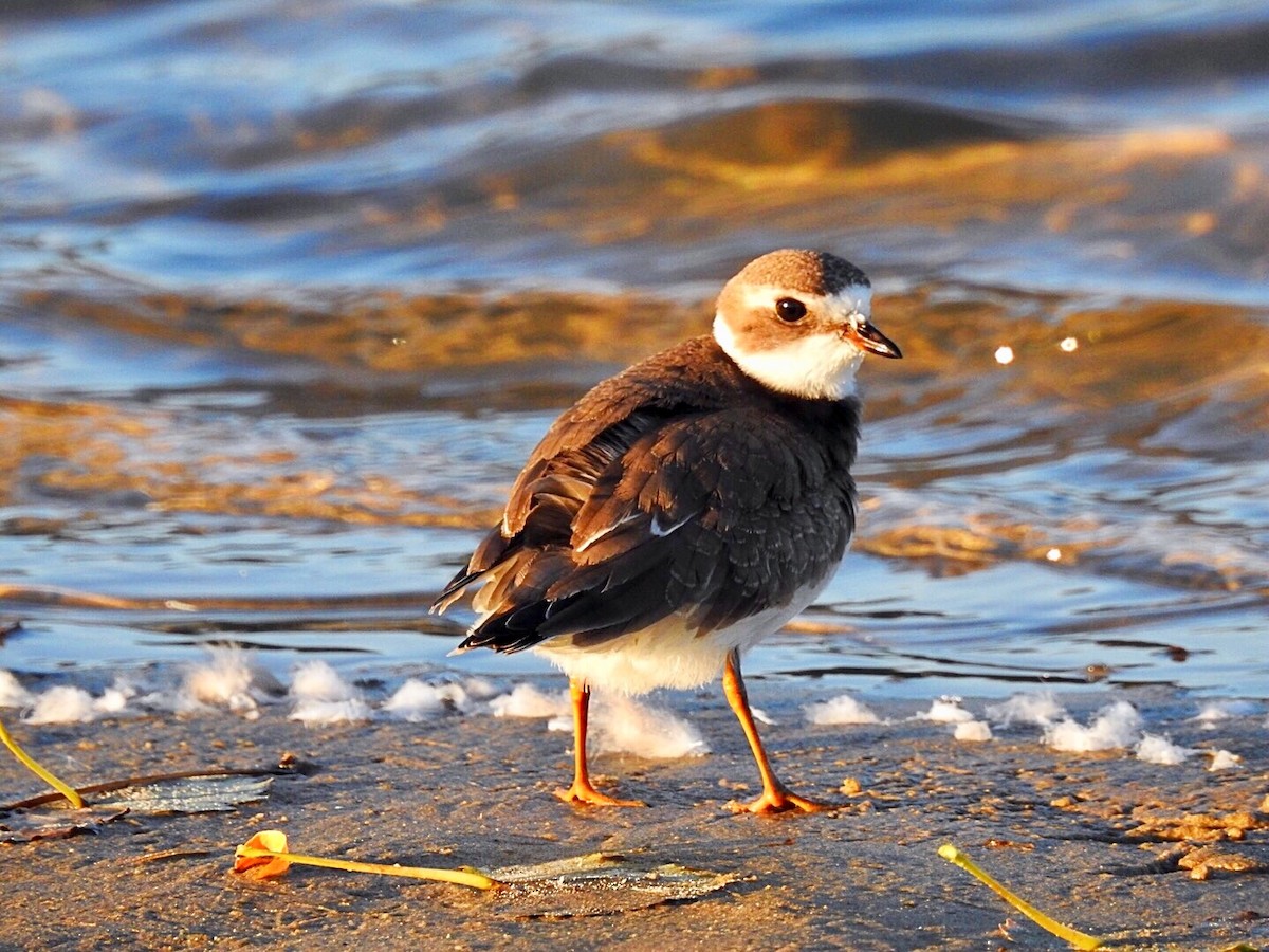 Semipalmated Plover - Jayne L