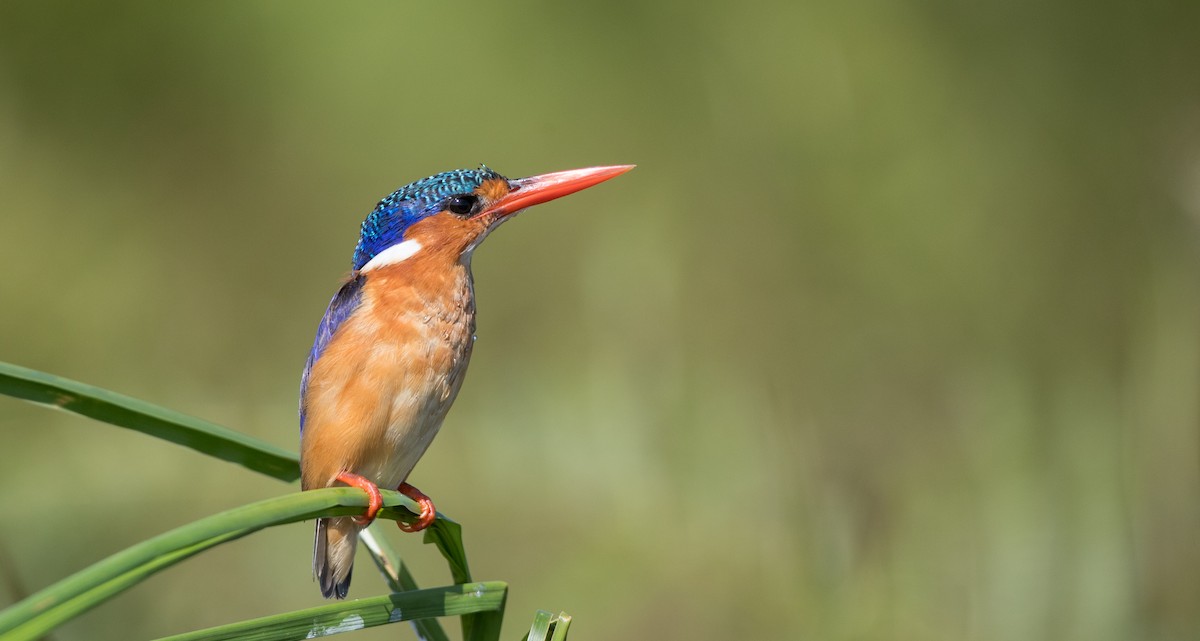 Malachite Kingfisher (Mainland) - Ian Davies