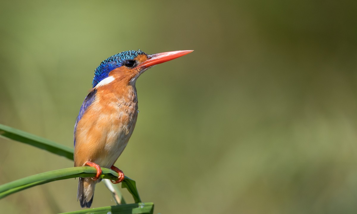 Malachite Kingfisher (Mainland) - Ian Davies