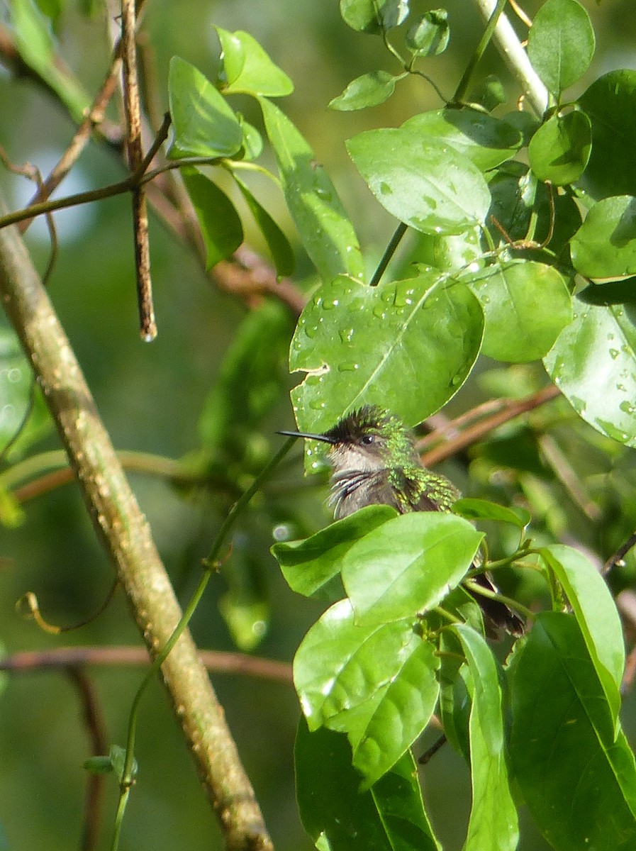 Antillean Crested Hummingbird - ML119693411