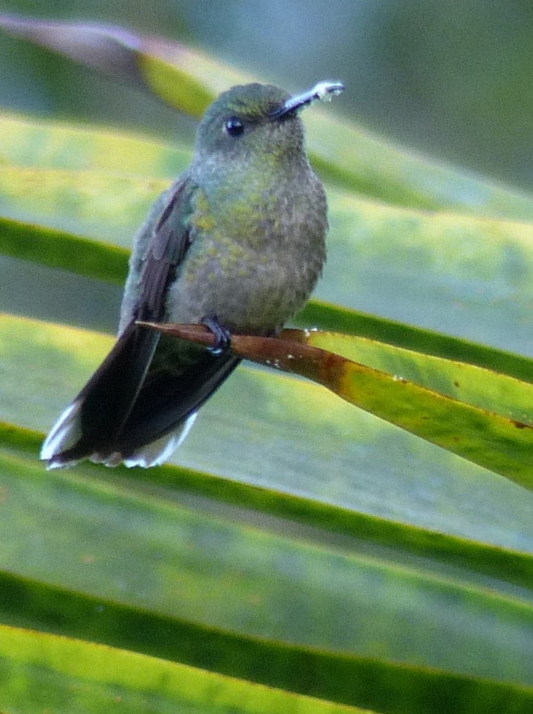 Scaly-breasted Hummingbird - Ben Jesup