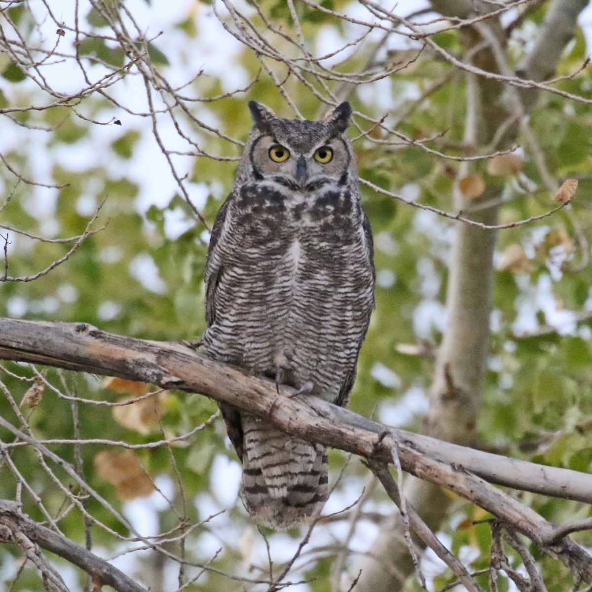 Great Horned Owl - ML119694571