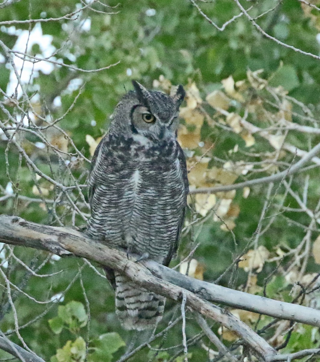 Great Horned Owl - ML119694621