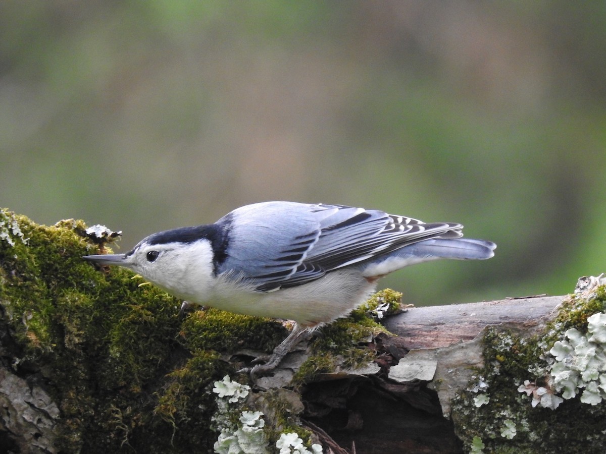 White-breasted Nuthatch - Brenda Meese