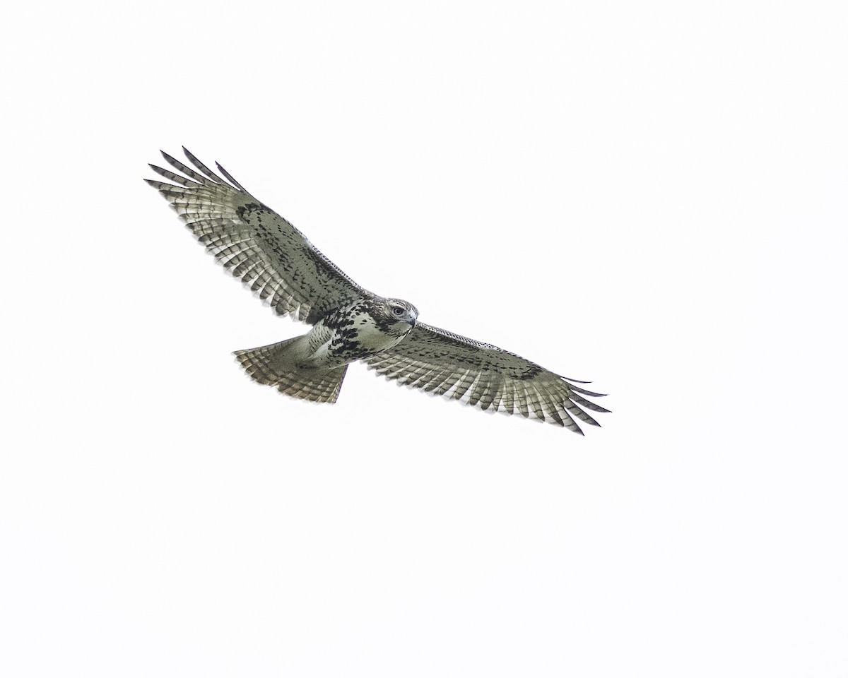 Red-tailed Hawk - ML119695841